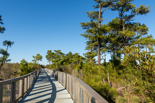 The Gordons Pond Trail wanders through nature at Cape Henlopen State Park on the Eastern Shore. This 3.2-mile accessible trail offers stunning views.