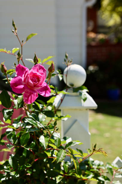 istock Rose garden with a white picket fence 2144416332