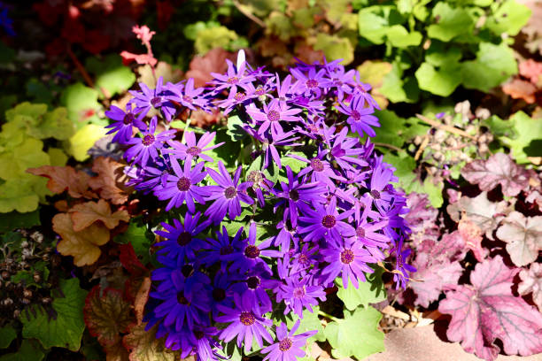 istock Bright purple blossoms in low light 2144416839