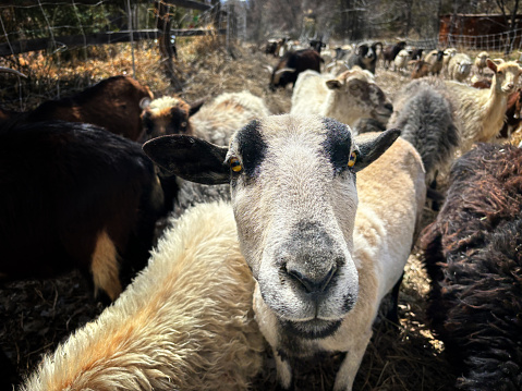 Goat Close-Up Looking at Camera