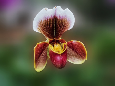 Paphiopedilum 'Paphiopedilum Hybrids'
Commonly called slipper orchids
