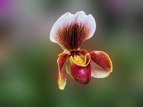 Paphiopedilum 'Paphiopedilum Hybrids'
Commonly called slipper orchids