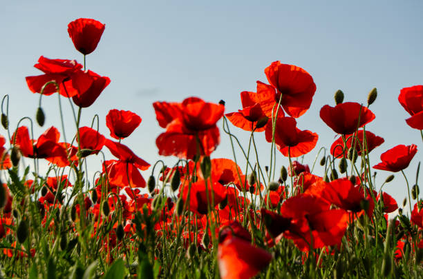 istock Close-up landscape of spring red poppies. 2144436369
