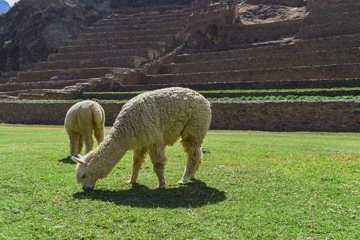Llamas and alpacas at the ancient site of Ollantaytambo in the Sacred Valley, Peru