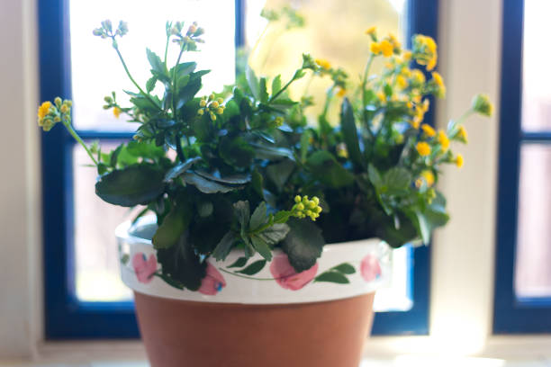 Yellow Kalanchoe Plant on Windowsill, Charming Blue Windows