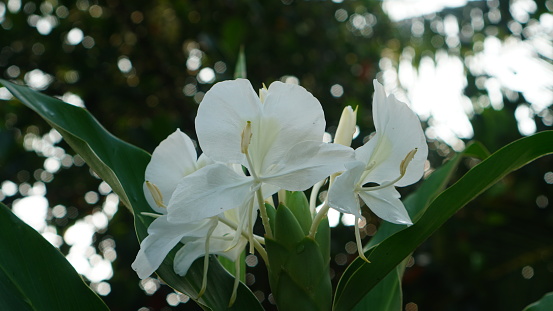 White flowers of the species Hedychium coronarium in the garden, blooming in towering, dense clusters with pistils protruding forward. This species is also known as Butterfly ginger, Garland flower, White ginger, Ginger lily, Gandasuli and White ginger lily.