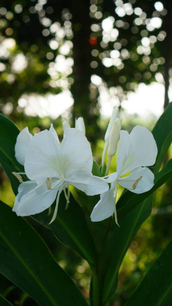 istock Hedychium coronarium flower in the garden 2144456041