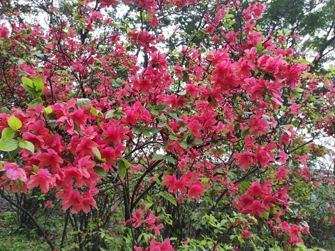 Pink azaleas burst into bloom against a blue sky.