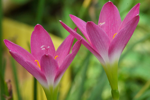 Rain Lily or Fairy Lily (Zephyranthes rosea) blooming in the garden