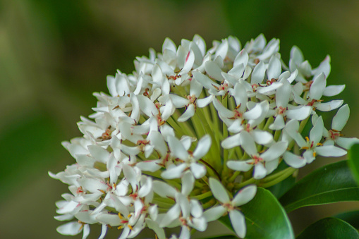 close-up view of beautiful white ashoka flower
