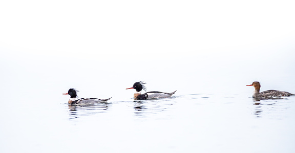 Male and female Red breasted merganser ducks 