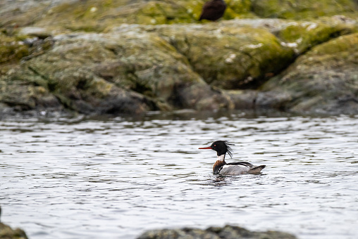 Male Red breasted merganser duck 