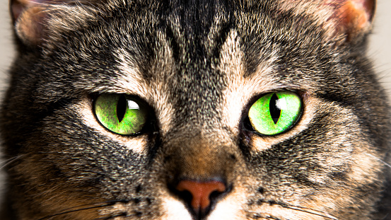 The eye of a Scottish fold cat.