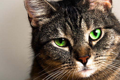 Close-up shot of tabby cat's green eyes.
