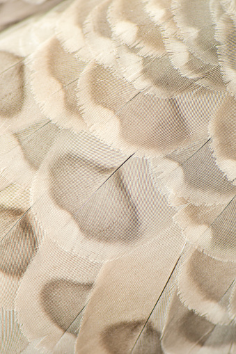 Close up of the Cape Barren goose feathers. The goose is very large, pale grey with a relatively small head and is a species of goose endemic to southern Australia. The scientific name is Cereopsis novaehollandiae.
