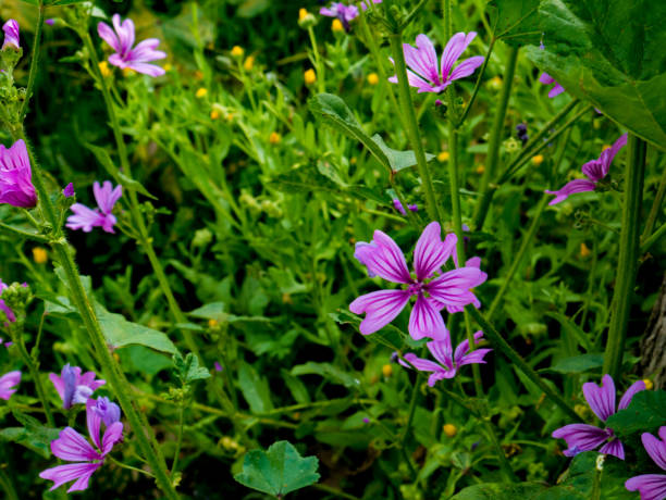 istock Green grass with some violet flowers 2144502197