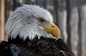 eagle head close up with a commanding gaze