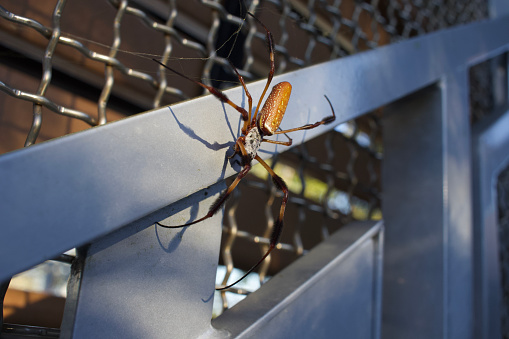 A Golden Silk Orbweaver (Nephila clavipes), also known as the banana spider, sits in its web against a metal handrail. The image showcases the intertwining of the natural world and manmade urban infrastructure.
