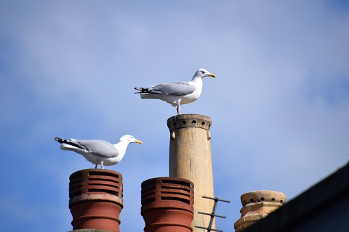 A selection of close ups of European herring gulls.