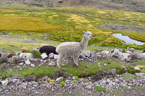 Llamas and alpacas at the Landscapes on the tour of the seven lagoons of Ausangate in the Sacred Valley of the Incas of Peru