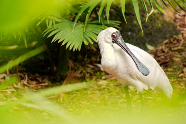 クロツラヘラサギの鳥 - black faced spoonbill ストックフォトと画像