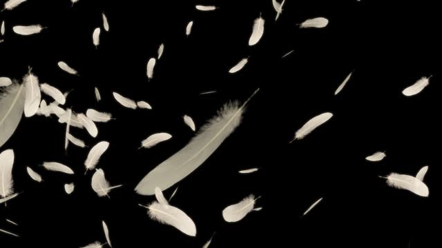 A CG image of a bird's wings dancing beautifully. Beautiful white bird feathers, symbolizing peace, dance magically against a black background.