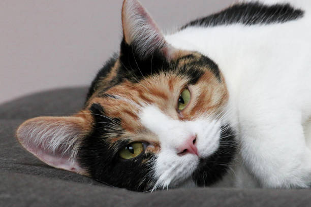 istock beautiful female calico cat laying down on a couch 2144557572