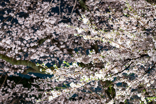 Night view of cherry blossoms in full bloom at Kudan, Chiyoda-ku, Tokyo