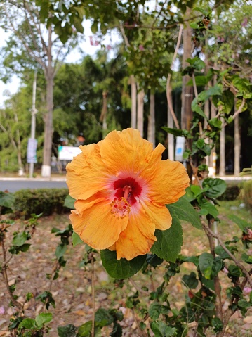 Orange hibiscus flower at beautiful in the nature, other names include hardy hibiscus, rose of sharon, and tropical hibiscus in Can Tho city, Vietnam.