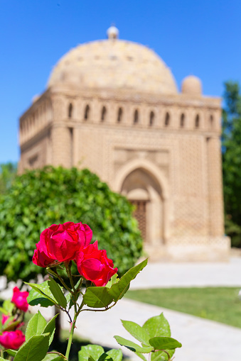 Blooming roses foreground the Samanid Mausoleum, a masterpiece of ancient Persian art, under clear sky. Vertical shot. Publik park, Bukhara (Buxoro), Uzbekistan