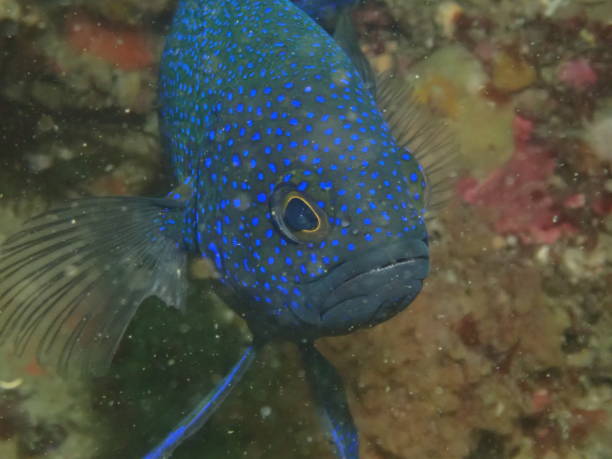 istock Southern Blue devil fish Port Phillip Bay 2144632734