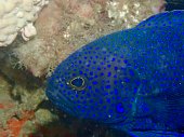 Southern Blue devil fish Port Phillip Bay