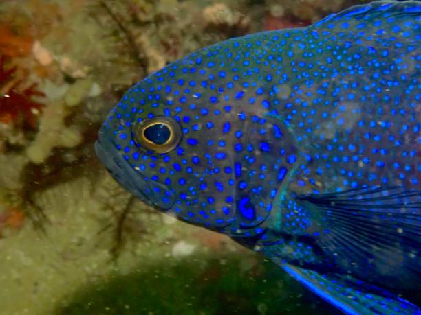 istock Southern Blue devil fish Port Phillip Bay 2144634302