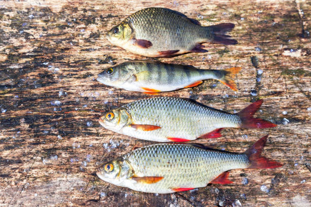 Various freshwater fishes on an old wooden board Various raw freshwater fishes on an old wooden board golden tench stock pictures, royalty-free photos & images