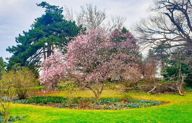 Pink Magnolias in bloom