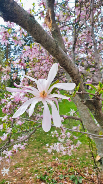 istock Delicate pink magnolia flowers 2144688204