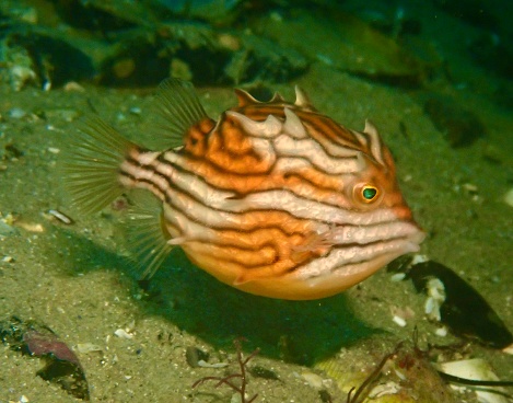 Southern cowfish Shaw’s cowfish Shaw’s boxfish