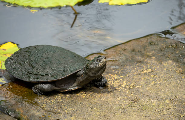istock Saw-shelled turtle (myuchelys latisternum) on stone wall of pond 2144711368