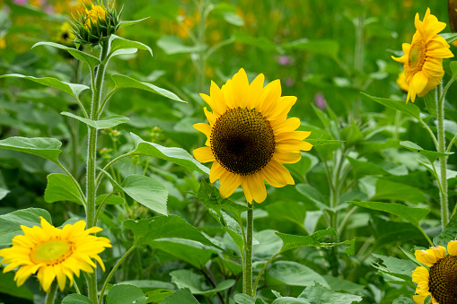 The Helianthus annuus, commonly known as the common sunflower or sunflower, is a species of large annual forb of the daisy family Asteraceae. The common sunflower is harvested for its edible oily seeds which are used in the production of cooking oil.