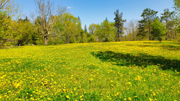 istock Yellow dandelion flowers carpet the meadows 2144715486