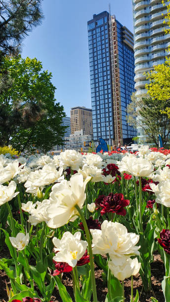 istock White and scarlet tulips 2144718044