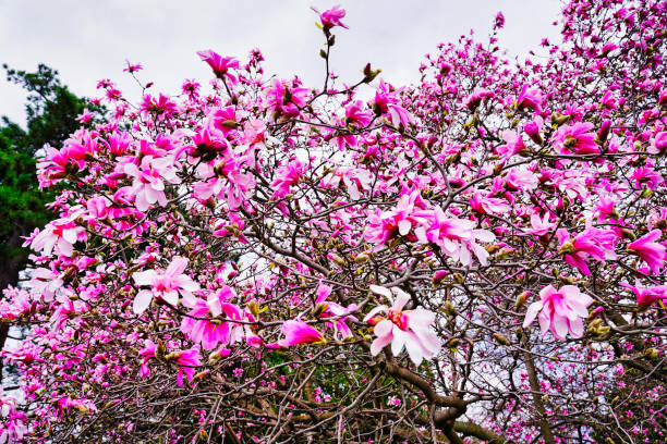 Close up of a blooming flowers of Magnolia tree
