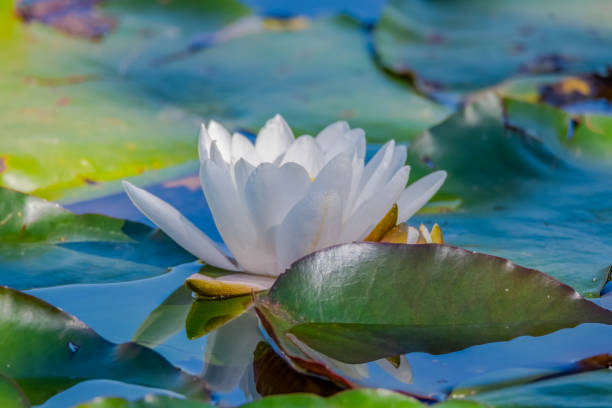 istock White Water Lily in the pond at Mayfield 2144736510