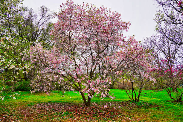 istock Beautiful Magnolia tree with pink flowers contrasted 2144754919
