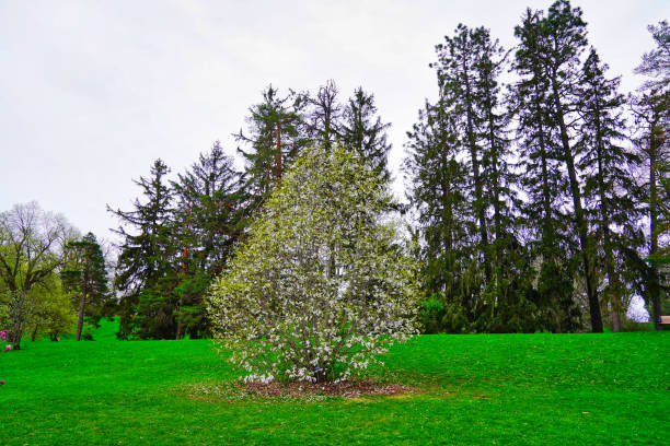 Lovely view of a White blossom Magnolia tree in the park with spruce trees in the background in early spring at the Dominion Arboretum Gardens in Ottawa,Ontario,Canada
