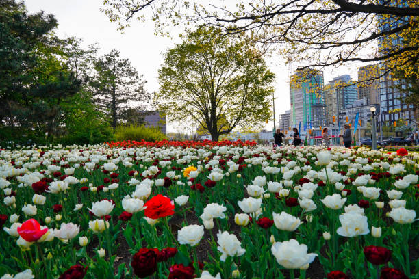 ottawa tulip festival - ottawa tulip festival ストックフォトと画像