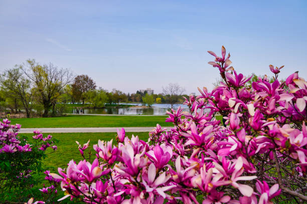 Scenic spring vista of Dows Lake in Ottawa with deep pink Magnolia blossoms in the foreground at the Dominion Arboretum Gardens in Ottawa,Ontario,Canada