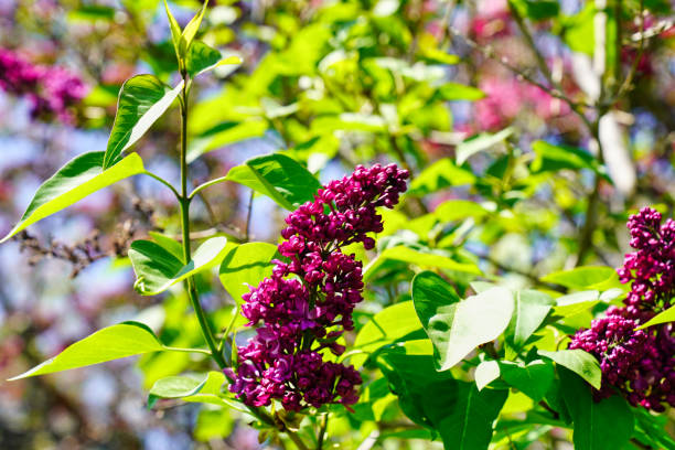 Lilac flowers.
