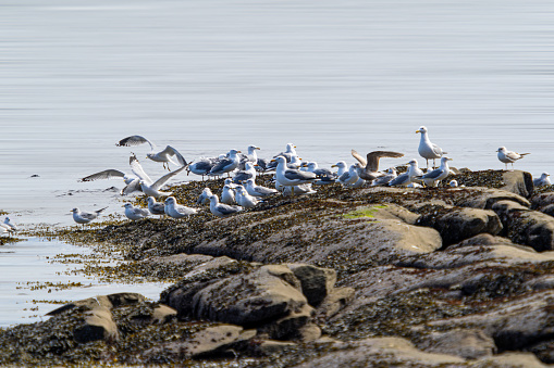 Seagulls as very common sight on the morning beach of Galiano Island in British Columbia