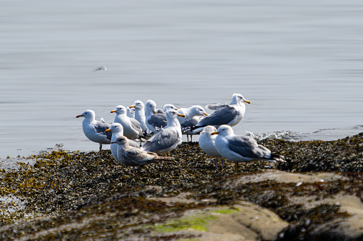 Seagulls as very common sight on the morning beach of Galiano Island in British Columbia